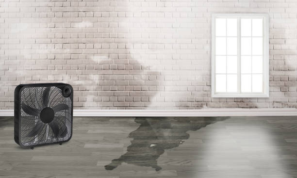 Best Basement water damage restoration  in Castle Dale, UT
